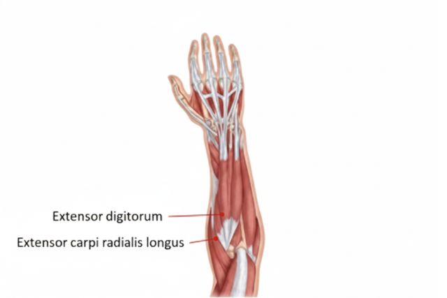 How To Grow Forearms? 