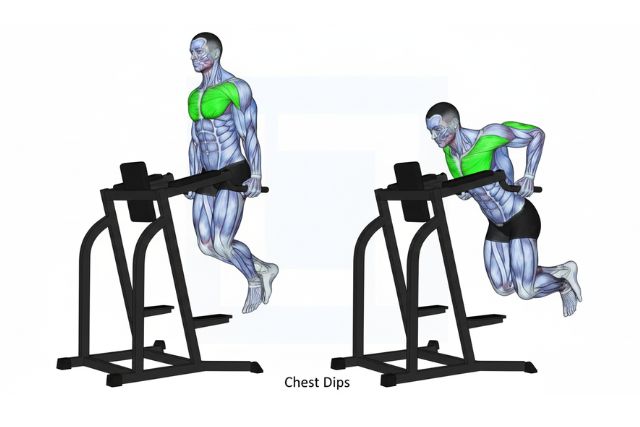 what muscles do dips work​