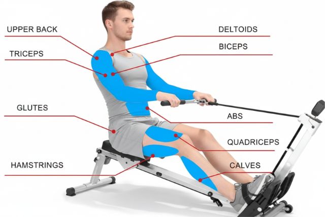 what muscles does a rowing machine work​
